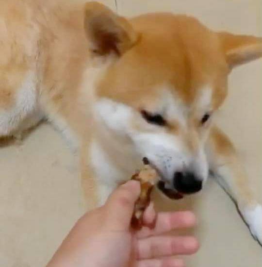 原创柴犬护食暴躁一摸就咬,已有多人被咬伤,主人抡起硬物就打