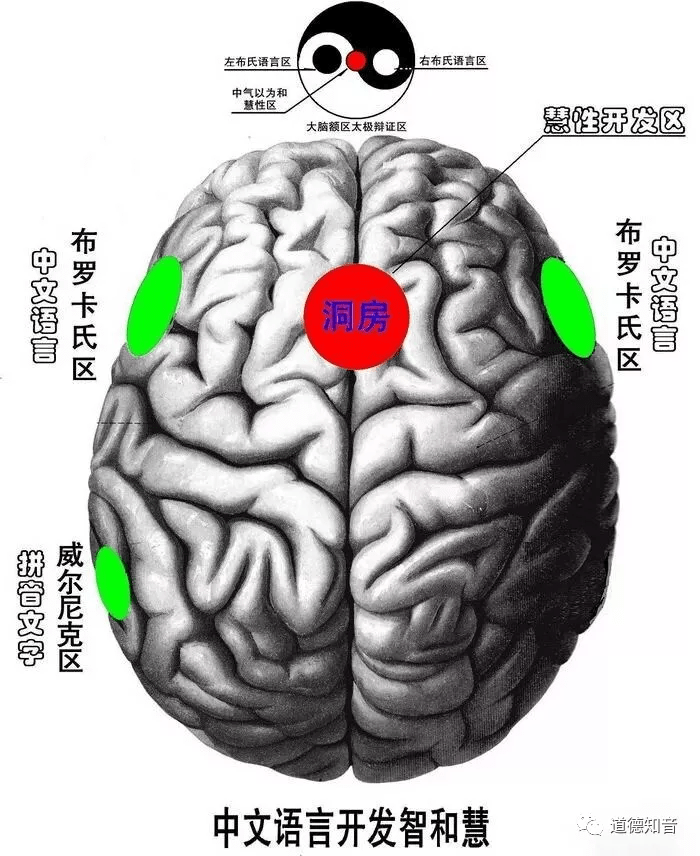 成果告诉我们,人体语言功能区分为前脑的布鲁卡区和后脑的威尔尼克区