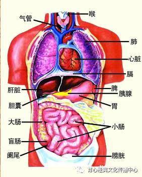 肝胆脾胰是指四个器官,包括肝脏,胆囊,胰腺和脾脏.