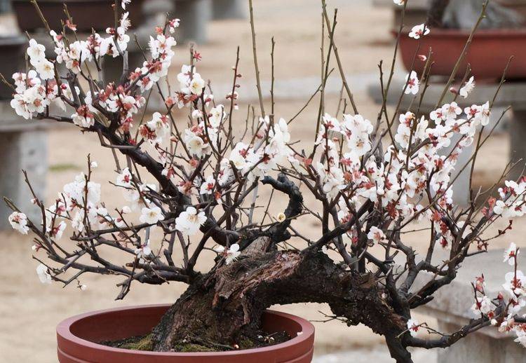 梅花是中国的四大名花之首,梅兰竹菊,严寒季节梅花迎雪开放.