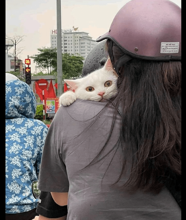 原创女孩骑着电动车怀里还抱着猫咪它一副很紧张的样子我好怕怕