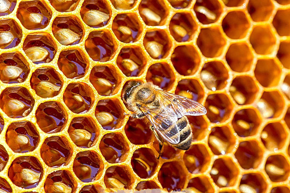 原创自然奇迹蜂巢只有小蜜蜂能造好它六边形的艺术