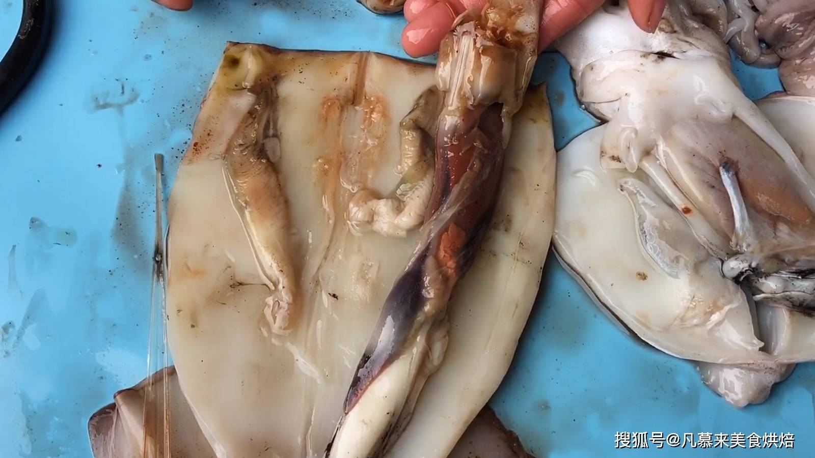 原创一文读懂鱿鱼墨鱼八爪鱼海兔的区别4种海鲜的不同吃法