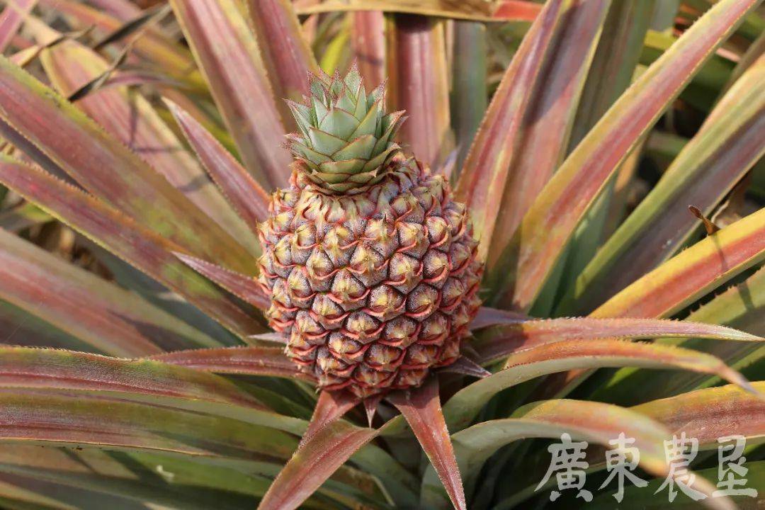 菠萝:谁说我长在树上的?
