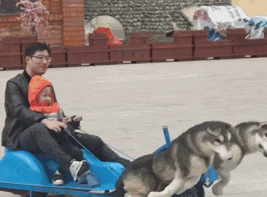 原创哈士奇也能造假,20元就能完成南方孩子坐雪橇的梦!