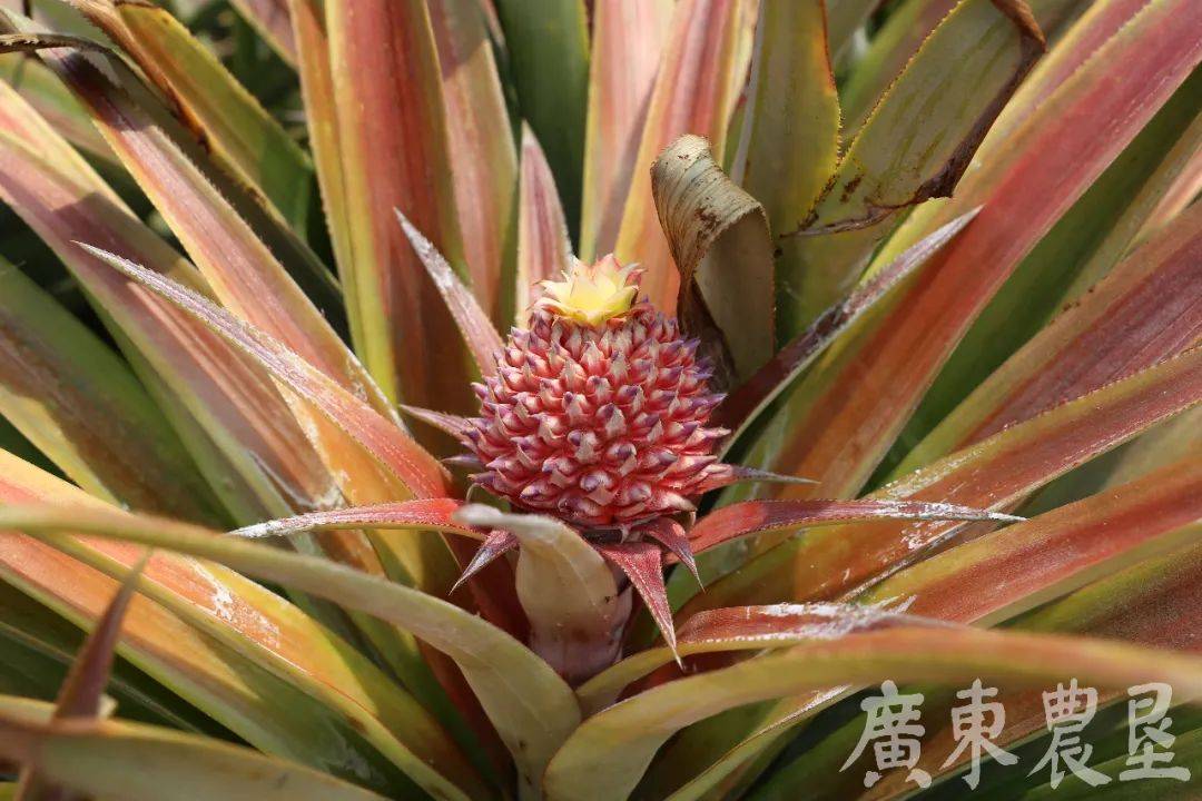 菠萝:谁说我长在树上的?