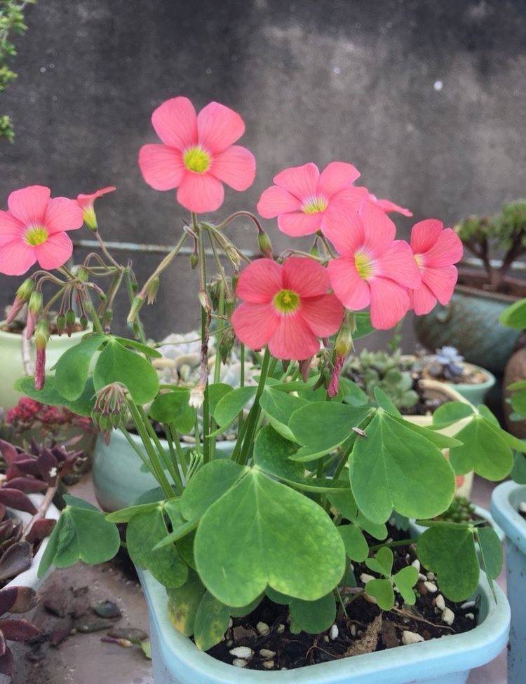 花                     一般我们养在阳台上的都是秋植酢浆草,也就是