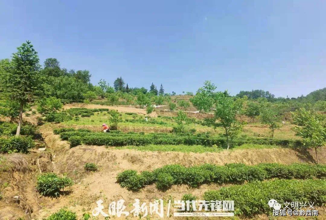 兴义市七舍镇:夏韵悠悠 茶山绿意浓