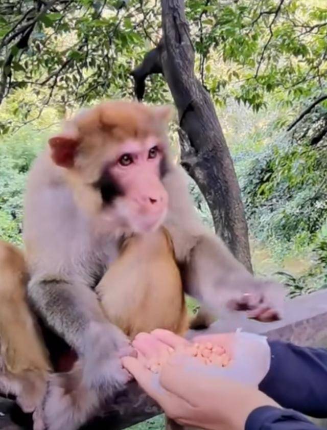 太危险!57岁李勤勤给猴子喂食亲密攥手,猴子突然发怒反扑咬人