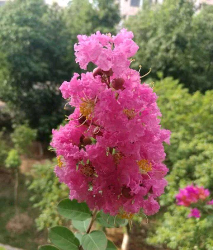 紫薇花怎么养?注意这几点,树形优美,夏秋繁花满树