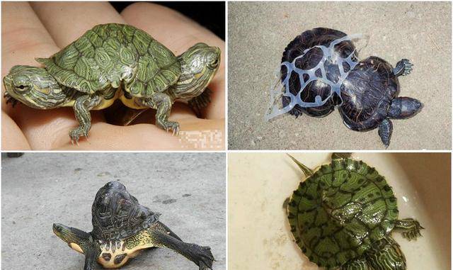 又一只!日本一乌龟变异长角爆红,为何乌龟容易发生变异?