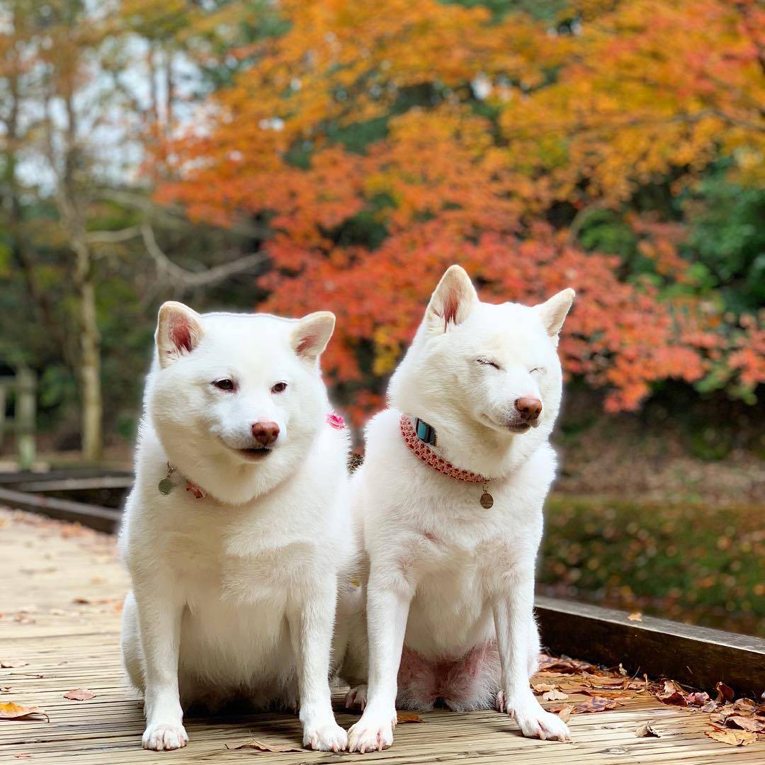 有的白色柴犬因为