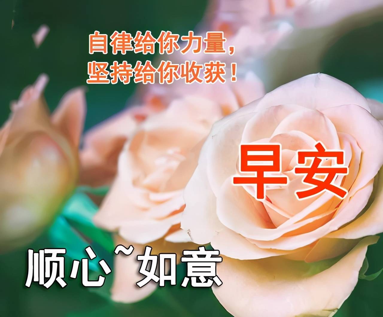 新的一天早安,超幸福的漂亮早安问候动态美图祝福语
