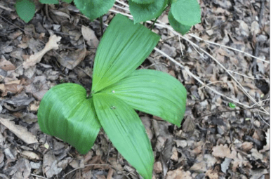 误把藜芦当野菜,八旬老汉险送命 120急救提醒您:食用野菜要格外注意!