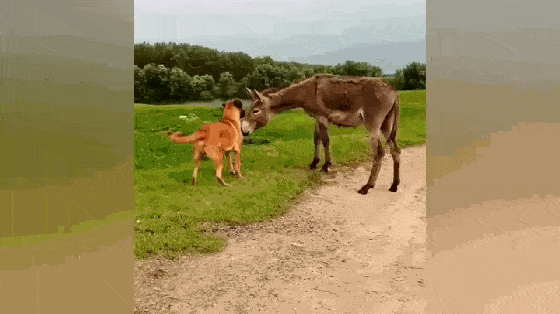 原创大黄狗偶遇小毛驴,遭毛驴回旋踢,驴:对付赖皮狗,就得使劲踹