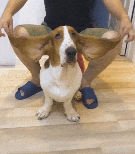 原创用耳朵跳海草舞的狗子逆天神操作狗铲屎的别再动我耳朵烦