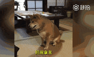 柴柴:我这暴脾气,快给我拿饭!_袜子