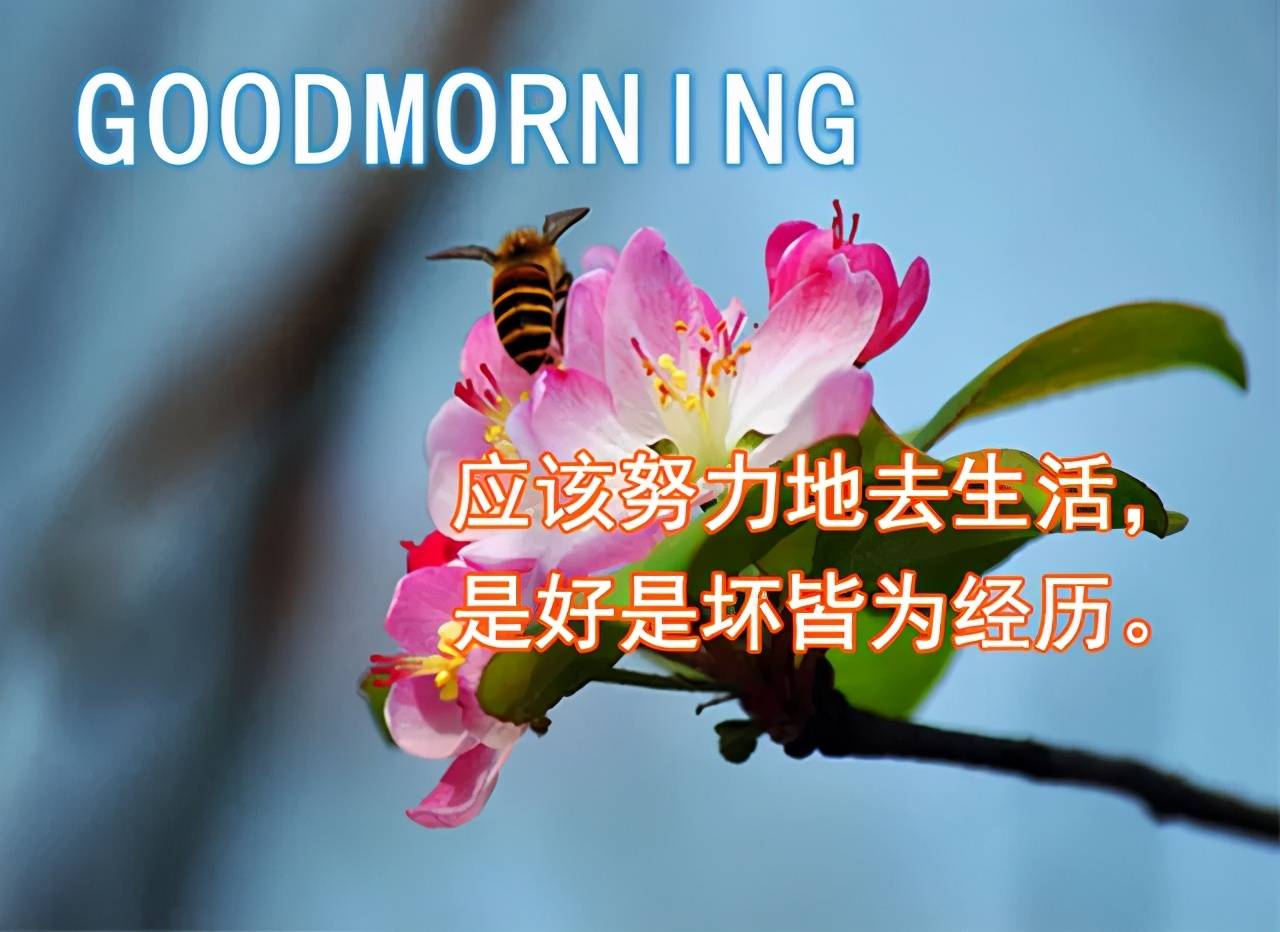 唯美早安心语 早安正能量励志语录 清晨问安祝福图片动态表情