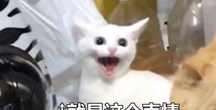 原创第一次见其他猫咪的猫,突发呆萌举动,主人都被笑翻了