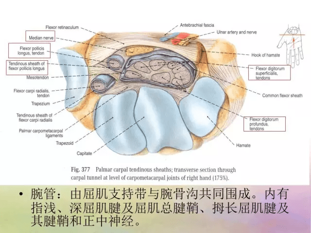 基础学习腕关节解剖详解