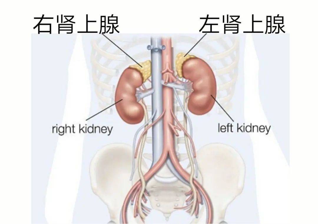 据泌尿外科主任邓超雄介绍:肾上腺因解剖位置位于下腔静脉及腹主动脉