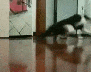 原创枪响惊的猫枝乱颤猫这地板影响我发挥网友汤姆猫逃跑既视感