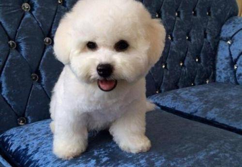 意指"白色卷毛的玩赏用小狗")原产于地中海地区,是一种小型犬品种