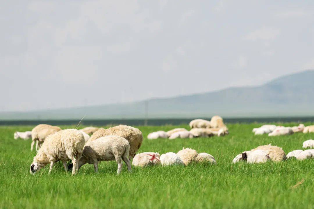 牛羊在吃草骏马在奔驰.