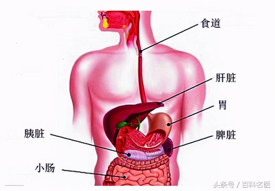 脾最忌讳湿气,胃最怕刺激.