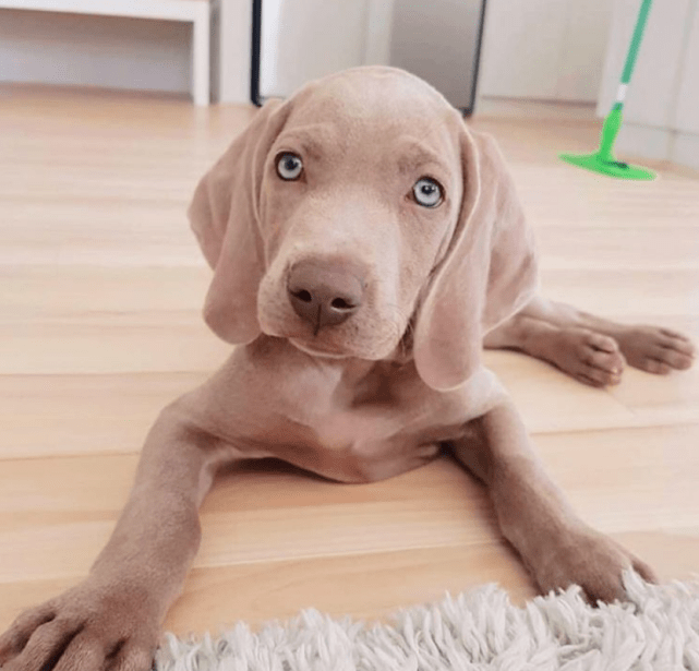 原创魏玛犬从小"怕狗,小狗都能欺负它,有幸结识腊肠犬,帮它撑腰