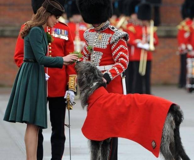原创2种英国皇家护卫犬,可惜一个价高,一个无法引进,在中国遇不到