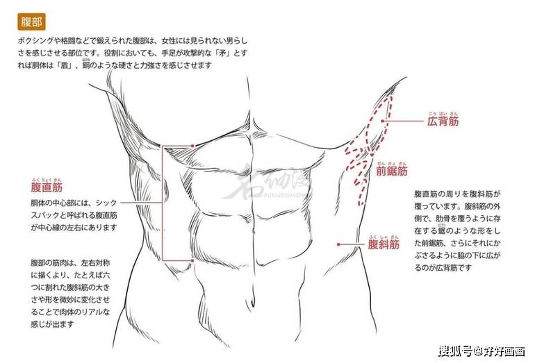 好看的腹肌结构到底该怎么画