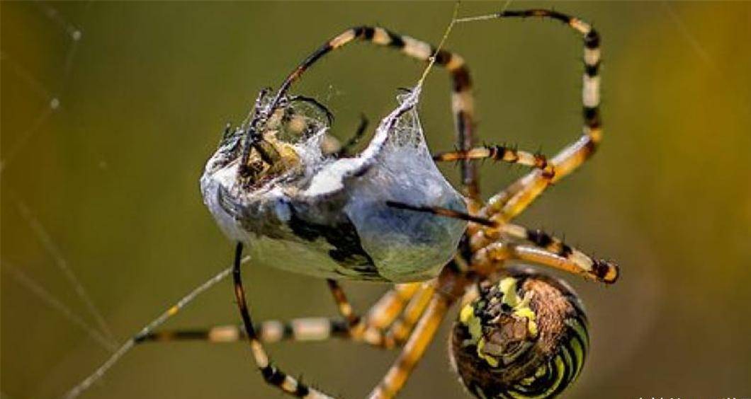 原创谁是世界上最顶级的掠食者蜘蛛我们对它存在太多误解
