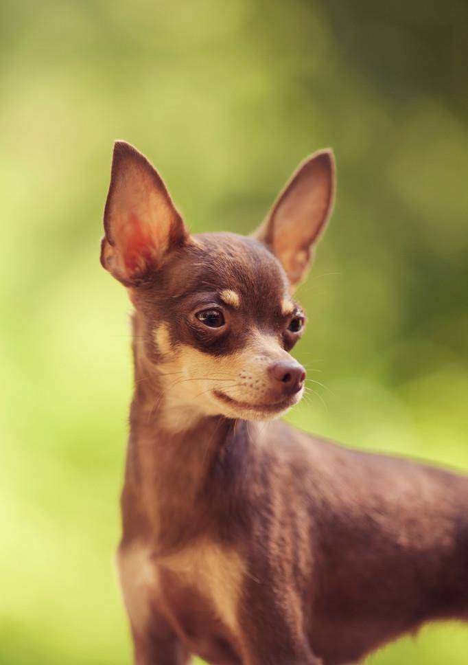 鹿犬原产于德国,特点是灵巧,敏捷,体型娇小;容易接受训练,被大多数人
