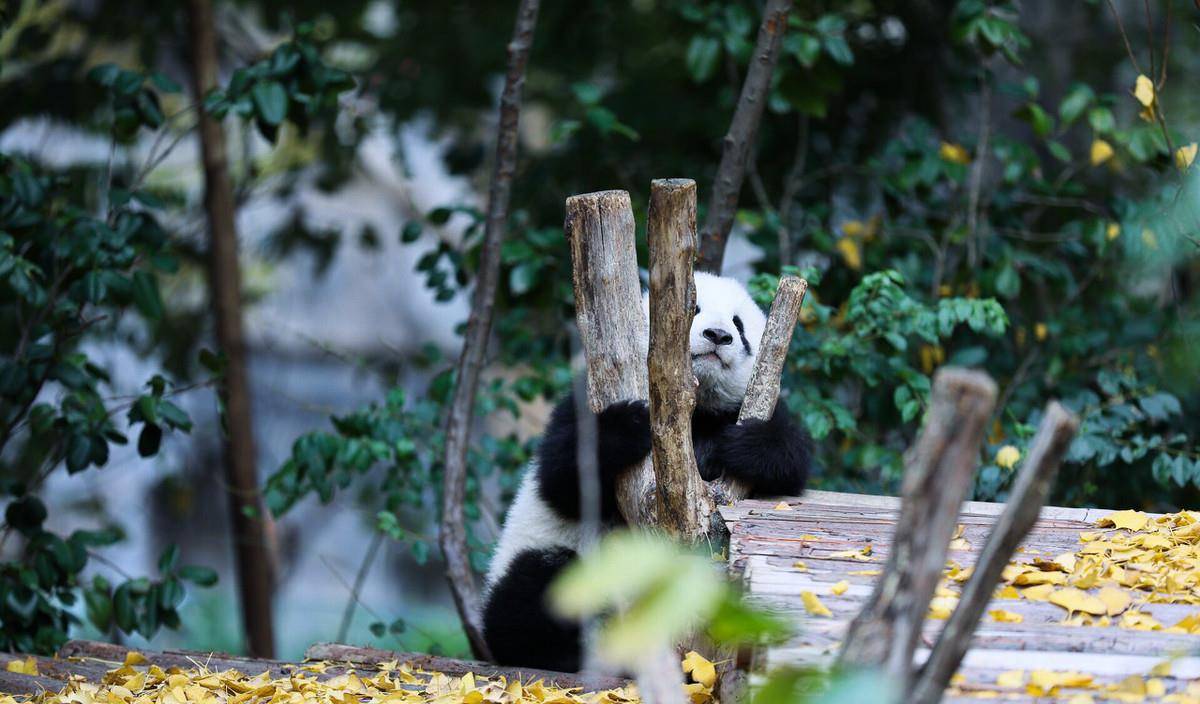 "熊猫"中国最珍贵濒危十大动物之一