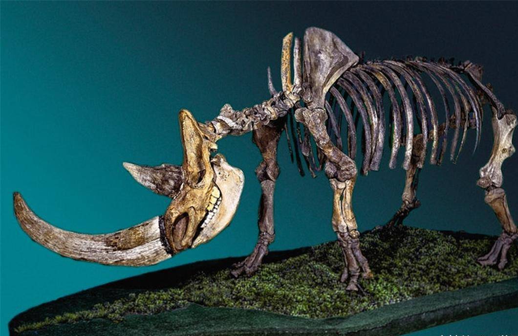 14万年前的木乃伊死前曾吃过犀牛肉它是人类宠物