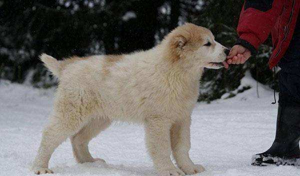 阿拉拜咬狼犬别名阿拉拜中亚土库曼狼狗土库曼牧羊犬