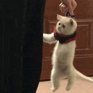 现在把他锋利的指甲也都给剪掉 威猛的老虎瞬间就变成了可爱的小猫咪