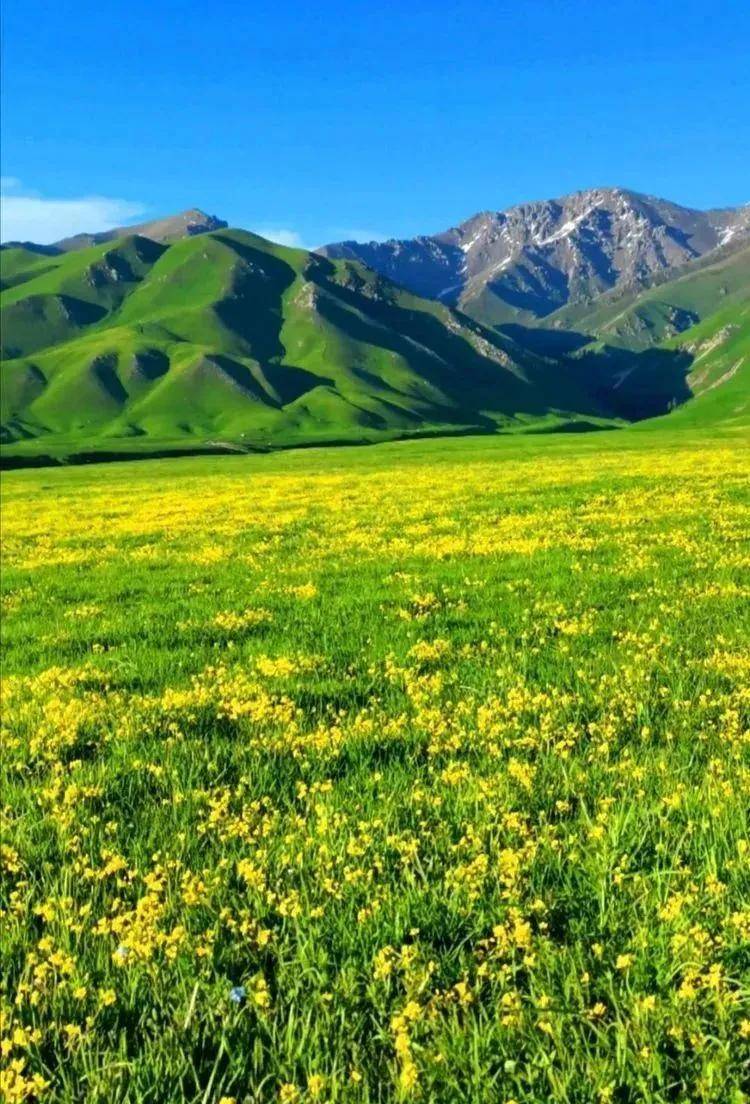 六月,伊犁等你来_那拉提草原