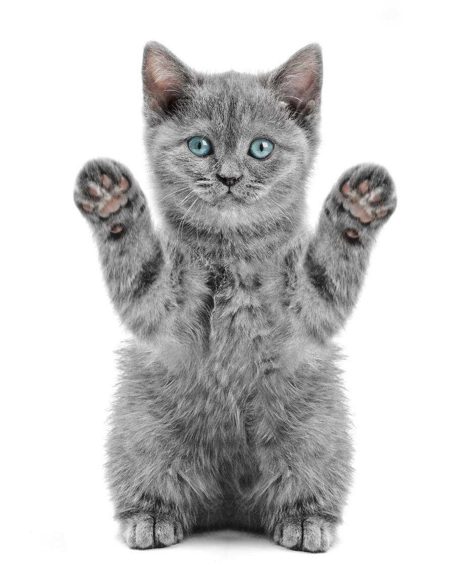 原创猫咪脚上粘胶带"手舞足蹈"的样子很好玩?猫咪:心里难受不能讲