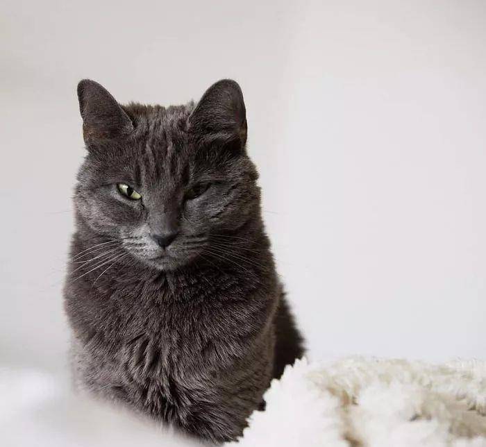一起欣赏摄影师约瑟夫镜头下的这只蓝斑猫,散发出了怎样的魅力吧.