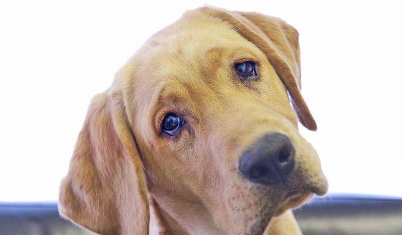 为什么你的小狗会用可怜巴巴的眼睛望着你?最新科学研究揭秘真相