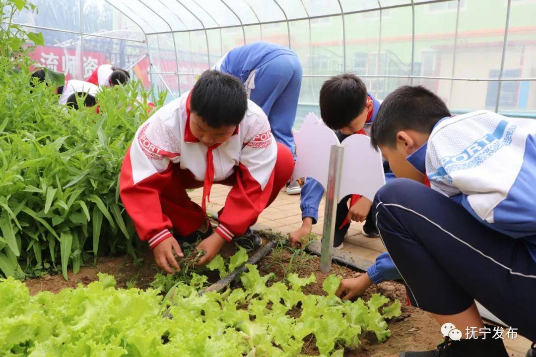 田各庄小学的校园里有一块校内蔬菜种植基地,是学生们劳动实践的"校园