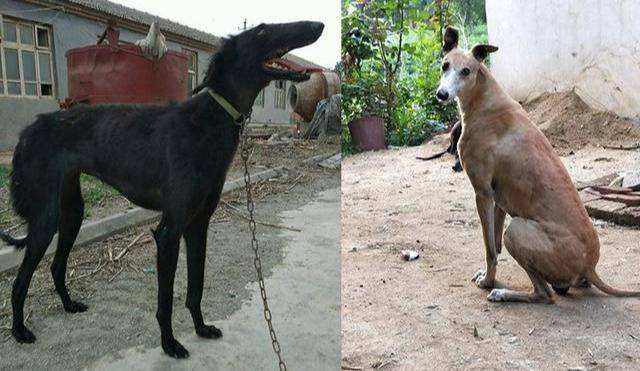 中国本土的犬种,对比国外的猛犬,咱们的土狗并不差