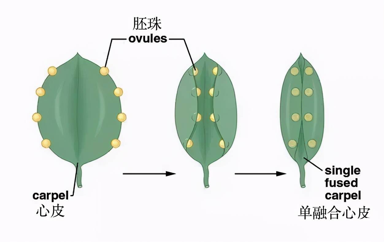 众所周知,植物的果实由子房发育而来,其中每个结构都有相对应的功能