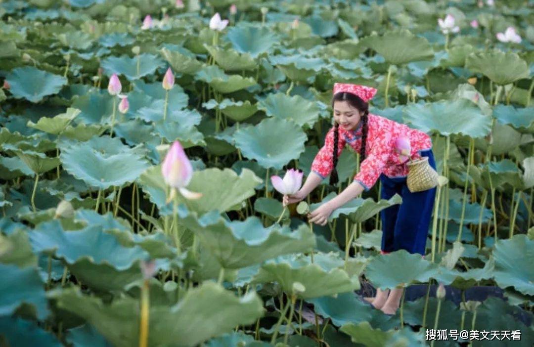 雨后的荷塘摇曳着一池清水 饱满的莲蓬如处子一般静立水中 采莲的女子