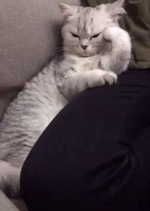 该不会我养的是个猫精吧!