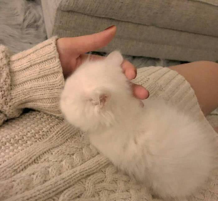 小奶狗vs小奶猫:没有最萌,只有更萌,这才是真正的小可爱