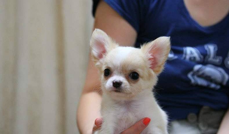原创世界最小狗狗top6,萌得想买一只!