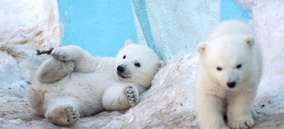 萌化了,俄罗斯动物园两只北极熊幼崽第一次露面,喜煞世人